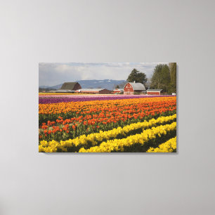 Impressão Em Tela WA, Skagit Valley, campos Tulip em flor, em