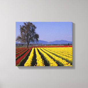 Impressão Em Tela WA, Vale do Skagit, Tulipa do Vale do Skagit