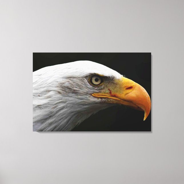 Impressão Em Tela Wacna Bald Eagle 36x24 (90x60cm) (Frente)