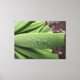 Impressão Em Tela Water of Life on Young Banana fruit