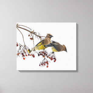 Impressão Em Tela Waxwings de cedro