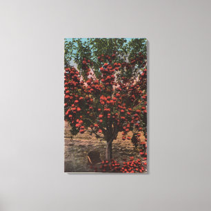 Impressão Em Tela Wenatchee, WAA Wenatchee Valley Apple Tree