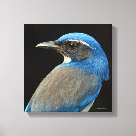 Impressão Em Tela Western Scrub Jay