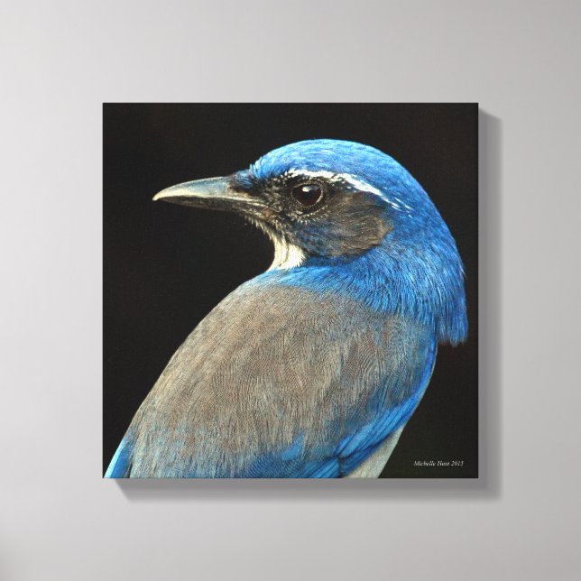 Impressão Em Tela Western Scrub Jay (Frente)
