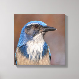 Impressão Em Tela Western Scrub Jay