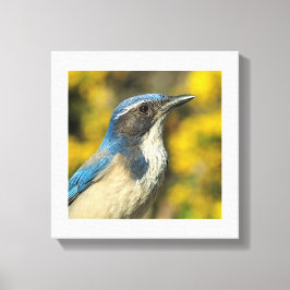 Impressão Em Tela Western Scrub Jay