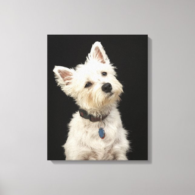 Impressão Em Tela Westie (West Highland terrier) com coleira (Frente)