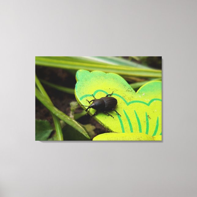 Impressão Em Tela Wevil, Beetles, Curculionoidea, Inseto (Frente)