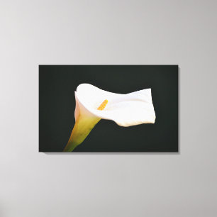 Impressão Em Tela White Calla Lily Flower Dramática Arte Fotográfica