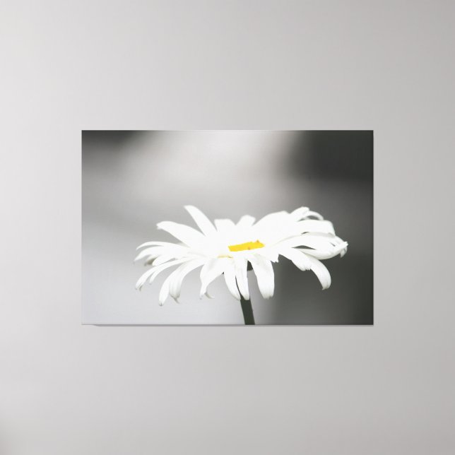 Impressão Em Tela White Daisy Flower Bloom (Frente)