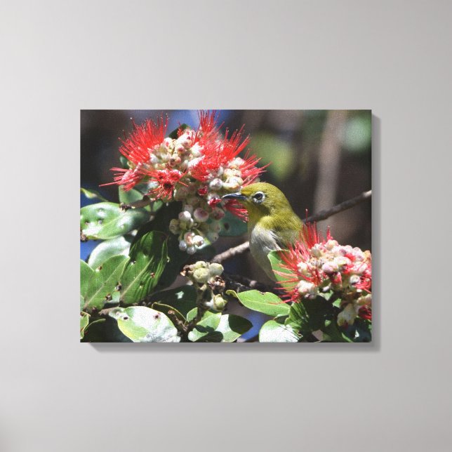 Impressão Em Tela White-eye japonês (Frente)