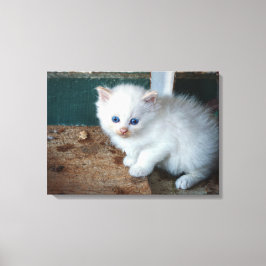 Impressão Em Tela White Kitten