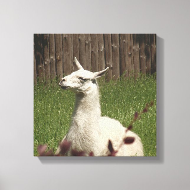 Impressão Em Tela White Llama (Frente)