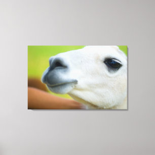 Impressão Em Tela White Llama