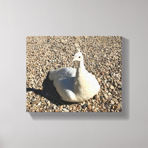 Impressão Em Tela White Peacock, Idaho
