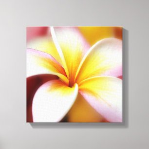 Impressão Em Tela White Plumeria Frangipani Hawaii Flor Havaiano