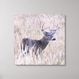 Impressão Em Tela Whitetail Buck em Meadow