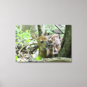 Impressão Em Tela Whitetail Deer Fawn (Impressão de Canvas)
