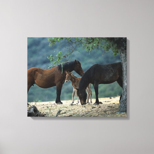 Impressão Em Tela Wild Mustang Mare & Foal (Frente)