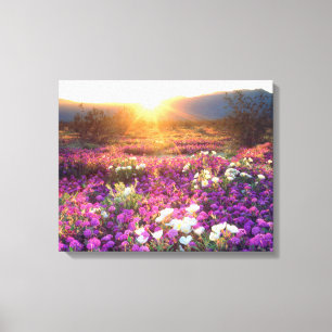 Impressão Em Tela Wildflowers at sunset Anza-Borrego Desert