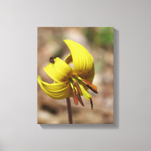 Impressão Em Tela Wilt Trout Lily Flower E Firefly Amigo