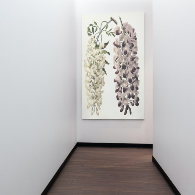 Impressão Em Tela Wisteria Sinensis Arte Botânica Isolada Em Branco (Criador carregado)