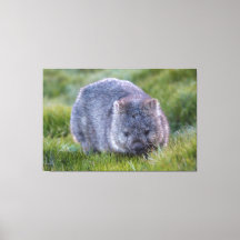 Wombat Animal Vida Selvagem Tasmânia Austrália Ver