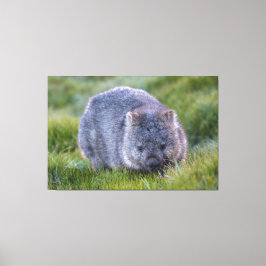 Impressão Em Tela Wombat Animal Vida Selvagem Tasmânia Austrália Ver