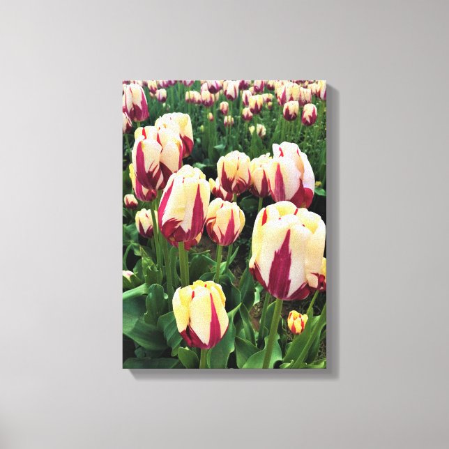 Impressão Em Tela World Expression Tulips, Oregon (Frente)
