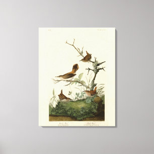 Impressão Em Tela Wren de inverno, Rock Wren, Aves da América de Aud