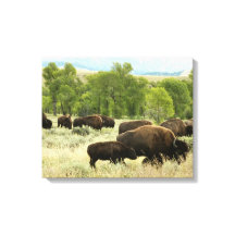 Wyoming Bison Nature