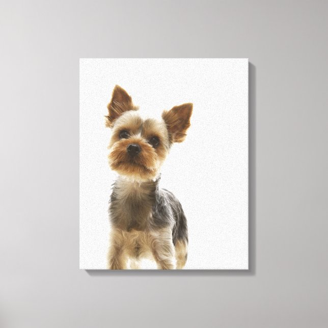 Impressão Em Tela Yorkshire Terrier 2 (Frente)