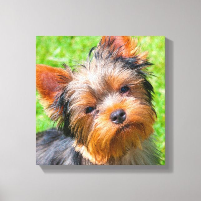 Impressão Em Tela Yorkshire Terrier olhando para cima (Frente)