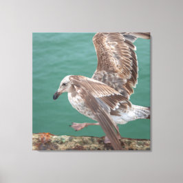 Impressão Em Tela Young Gull