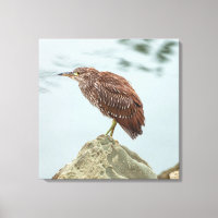 Young Heron
