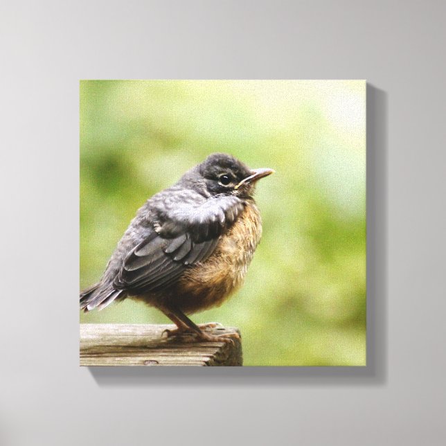 Impressão Em Tela Young Robin (Frente)