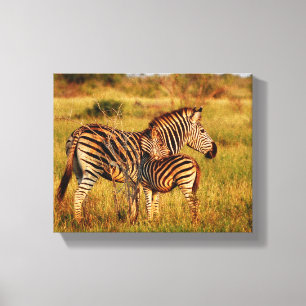 Impressão Em Tela Zebra de África dos animais