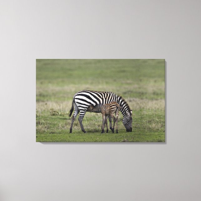 Impressão Em Tela Zebra e polo de enfermagem, Tanzânia (Frente)
