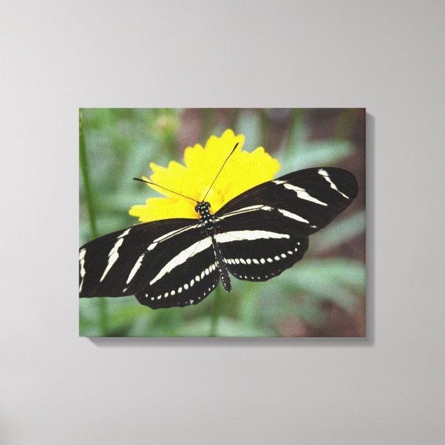Impressão Em Tela Zebra Flutterby (Frente)