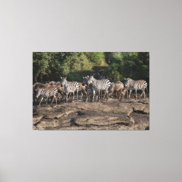 Impressão Em Tela Zebra Herd Natural African Setting Metal Print
