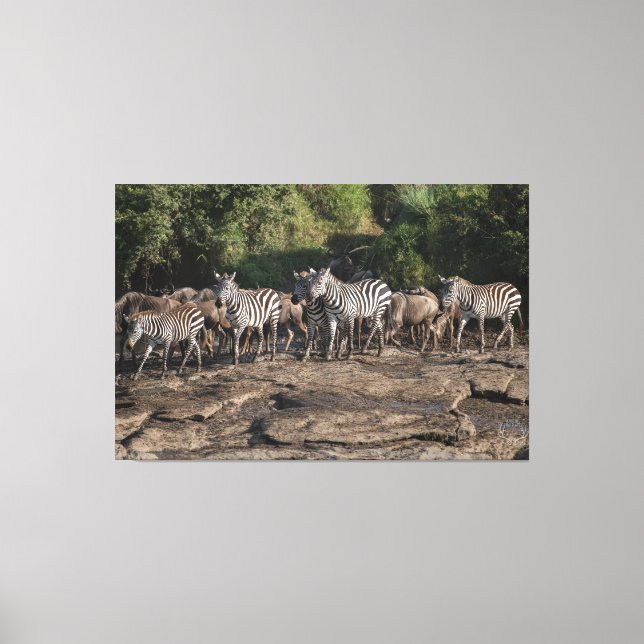 Impressão Em Tela Zebra Herd Natural African Setting Metal Print (Frente)