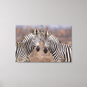 Impressão Em Tela Zebras-comuns, Parque Nacional Kruger