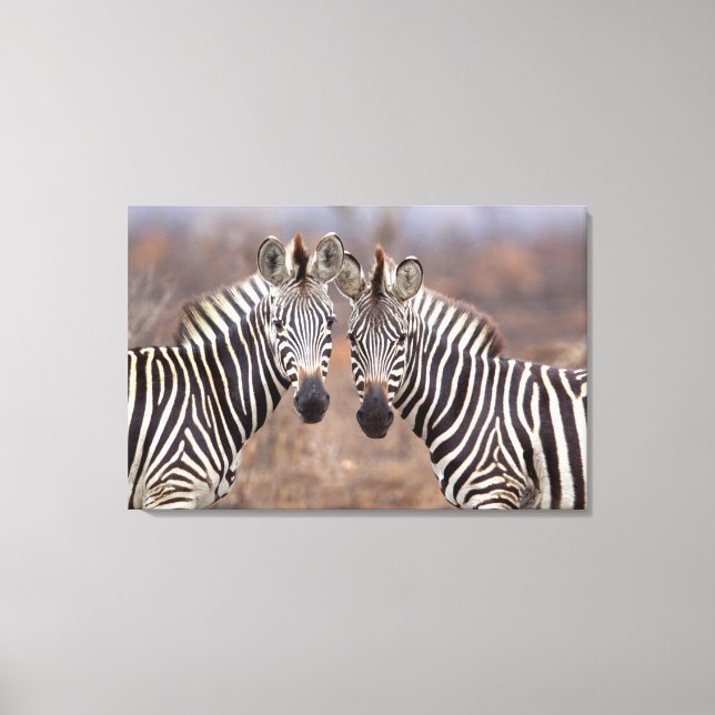 Impressão Em Tela Zebras-comuns, Parque Nacional Kruger (Frente)