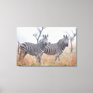 Impressão Em Tela Zebras na poeira do amanhecer, nacional de Kruger