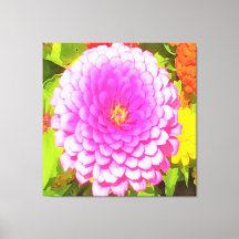 Zinnia rosa redonda bonito no Jardim de Verão