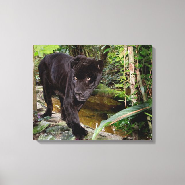 Impressão Em Tela Zoológico da Cidade de Belize. Pantera negra (Frente)