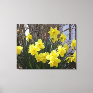 Impressão ensolarado das canvas dos Daffodils do