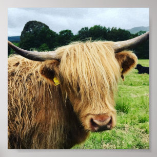 Impressão escocês da foto da arte da vaca das
