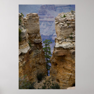 Impressão escondido Grand Canyon da árvore 4822