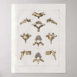 Impressão espinal da anatomia do vintage de 1867